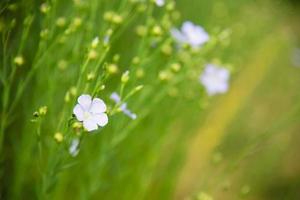 piccolo fiore bianco adorabile con il fondo del fiore della natura del prato del campo foto