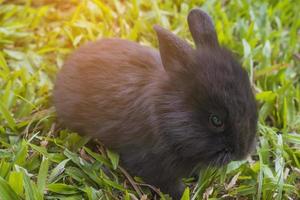 adorabile bambino 2 settimane coniglio tailandese foto