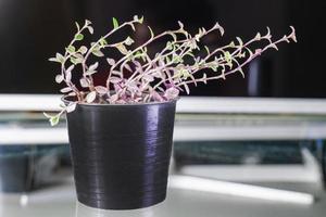 callisia repens è alloggiata in uno stelo nero in vaso che sembra e gli conferisce freschezza, con tre colori verde, rosa, viola. fusti e pendenze laterali, fondo scuro ma piante luminose. foto