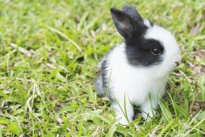 adorabile bambino 2 settimane coniglio tailandese foto