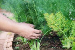 uomo nel giardino di finocchi biologici, chiangmai thailandia foto