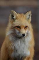 bel viso di una volpe rossa foto