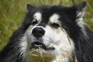 cane husky irsuto bianco e nero da vicino foto