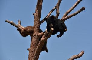 giocare e arrampicarsi sui cuccioli di orso su un albero foto