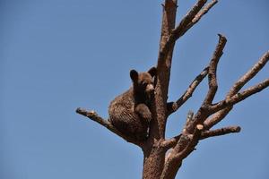 cucciolo di orso nero cannella seduto su un ramo di albero foto