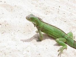 iguana verde sulla spiaggia foto