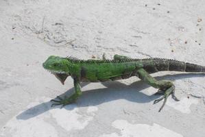 iguana verde che cammina attraverso un sentiero sulla spiaggia foto