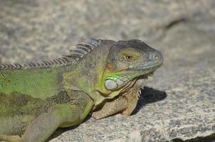 candida di un'iguana verde su una roccia foto