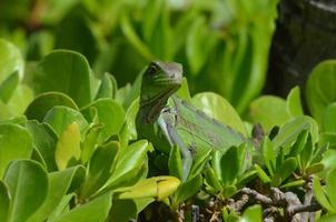 iguana americana che striscia attraverso un cespuglio foto