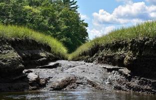 corso d'acqua denso di fango lungo la palude nel Massachusetts foto