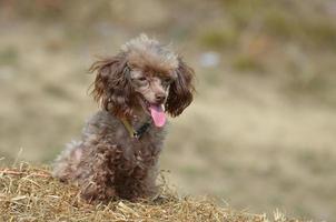 adorabile barboncino marrone con un viso carino foto