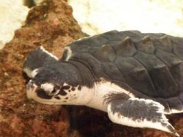 fantastico sguardo a una tartaruga marina in acque cristalline foto