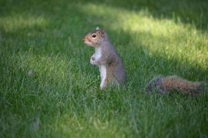 scoiattolo in piedi nell'erba alta foto