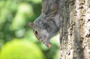 scoiattolo che mangia una noce che si arrampica giù da un albero foto
