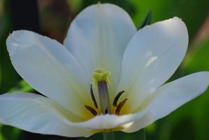 fiore di tulipano bianco abbastanza perfetto sbocciare in primavera foto