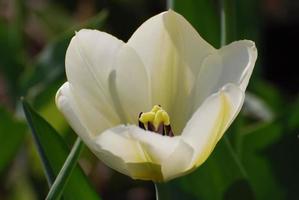 splendido fiore di tulipano bianco a fioritura perfetta foto