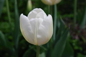 singolo fiore di tulipano in fiore bianco semplice foto