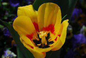 tulipano fiorito giallo e rosso perfetto in un giardino foto