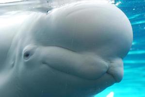 balena beluga premuta contro il vetro della vasca foto