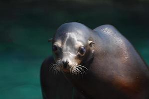 volto fantastico di un leone marino accanto all'acqua foto