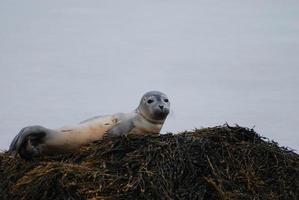 cucciolo di foca re della roccia foto