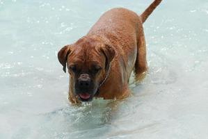 guado dogue de bordeaux foto