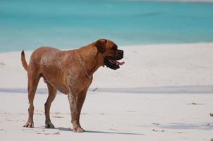 mastino francese in piedi sulla spiaggia foto