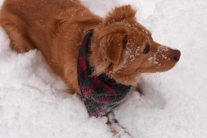 simpatico cane da pedaggio che gioca sulla neve in inverno foto