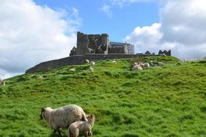 pecore che vagano alla roccia di cashel foto