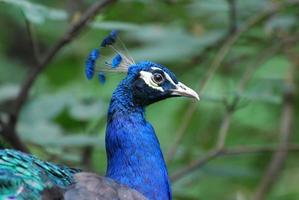 da vicino guarda la faccia di un pavone foto