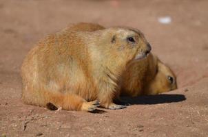 adorabile coppia di paffuti cani della prateria dalla coda nera foto