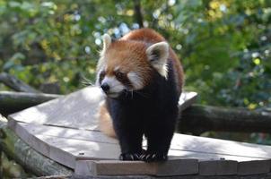 davvero carino l'orso-gatto rosso foto