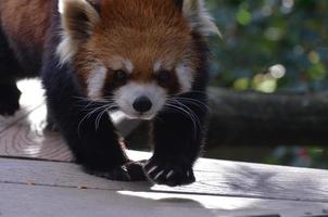 orso panda rosso che cammina su una tavola foto