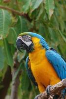 uccello ara blu e oro boliviano foto