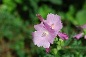 fiori di geranio cranesbill nei toni del rosa foto