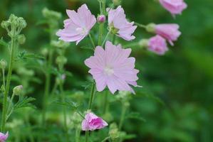 piante di geranio rosa in un giardino lussureggiante foto