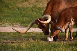 mamma e bambino le mucche longhorn leccano leccate di sale foto