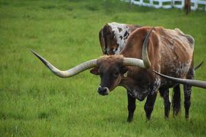 grande pascolo erboso con bovini longhorn in estate foto