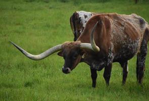 da vicino guarda in faccia un manzo longhorn foto