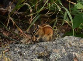 scoiattolo che fa uno spuntino su una ghianda in natura foto