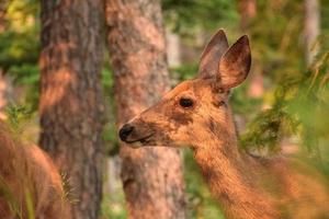 cervo in una foresta catturato in un raggio di sole foto