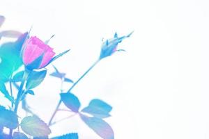 rosa di fiori colorati luminosi foto