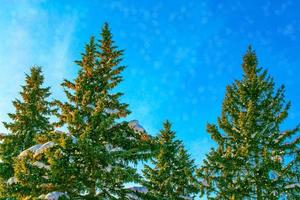 foresta invernale ghiacciata con alberi innevati. foto