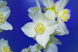 gelsomino bianco il ramo fiori primaverili delicati foto