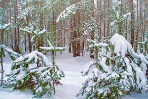 foresta invernale ghiacciata con alberi innevati. foto