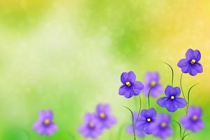 il primo delicato fiore primaverile viola foto