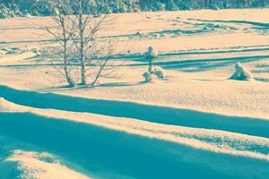 foresta invernale ghiacciata con alberi innevati. foto