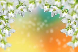 gelsomino bianco il ramo fiori primaverili delicati foto