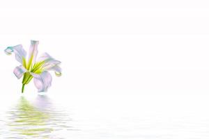 fiori di giglio luminosi isolati su sfondo bianco. foto