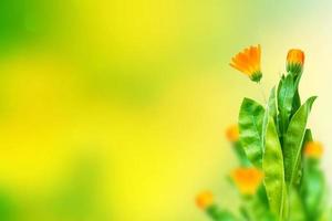 fiori colorati e luminosi calendula sullo sfondo del paesaggio estivo. foto